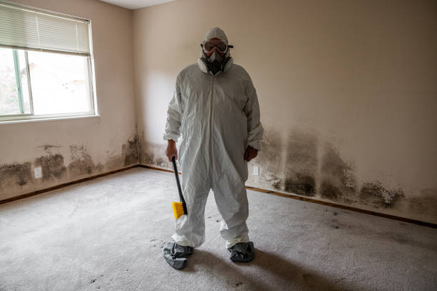 Best Basement Mold Remediation in New Pek, IN